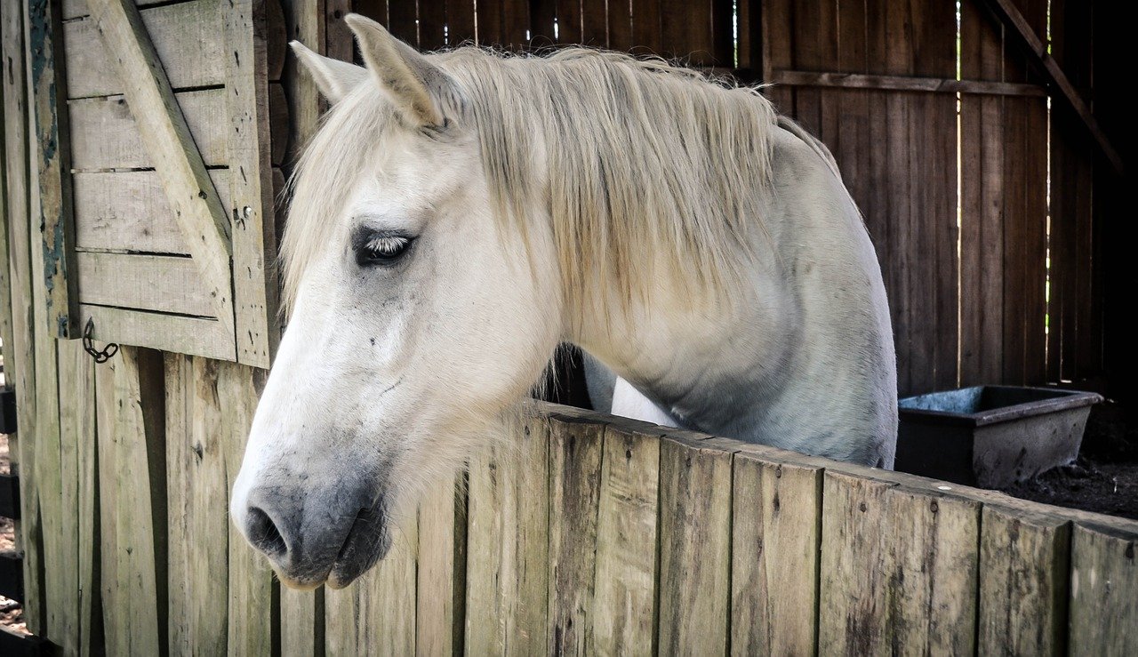 horse-1042386_1280